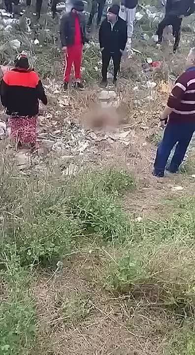 В Румынии стая собак разорвала 3-летнего ребенка