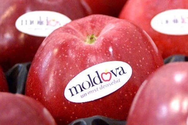 Сообщают, что на российско-латвийской границе в Себежском районе органы Россельхознадзора провели карантинный фитосанитарный контроль 20,5 тонн свежих яблок из Республики Молдова