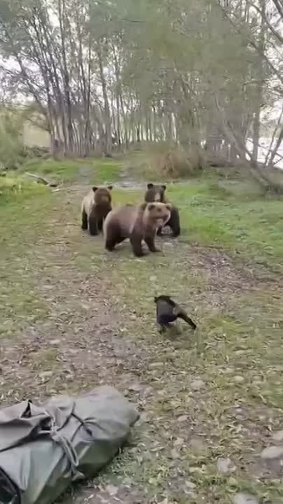 Храбрый пёс бросил вызов целой медвежьей семье на Сахалине