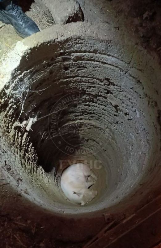 Спасатели извлекли свинью из глубокой ямы Спасатели извлекли свинью из глубокой ямы