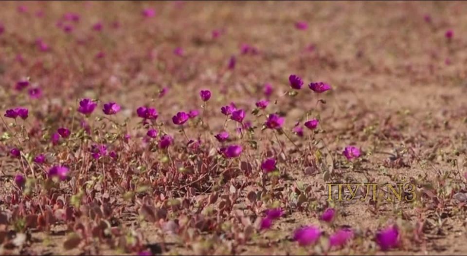 Расцвела самая сухая пустыня в мире: