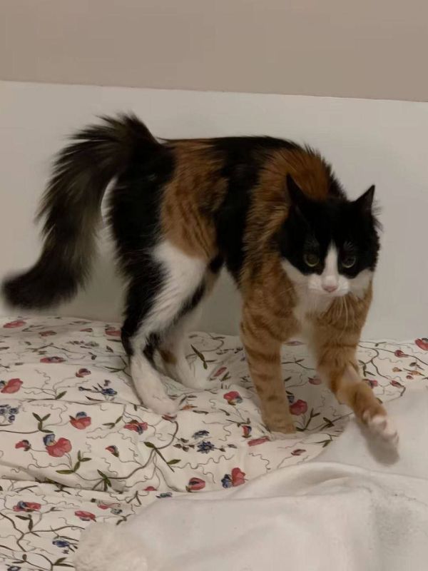 Знакомьтесь, это Китти — трёхцветная кошка, которая выглядит так, будто её собрали из разных запчастей Знакомьтесь, это Китти — трёхцветная кошка, которая выглядит так, будто её собрали из разных запчастей