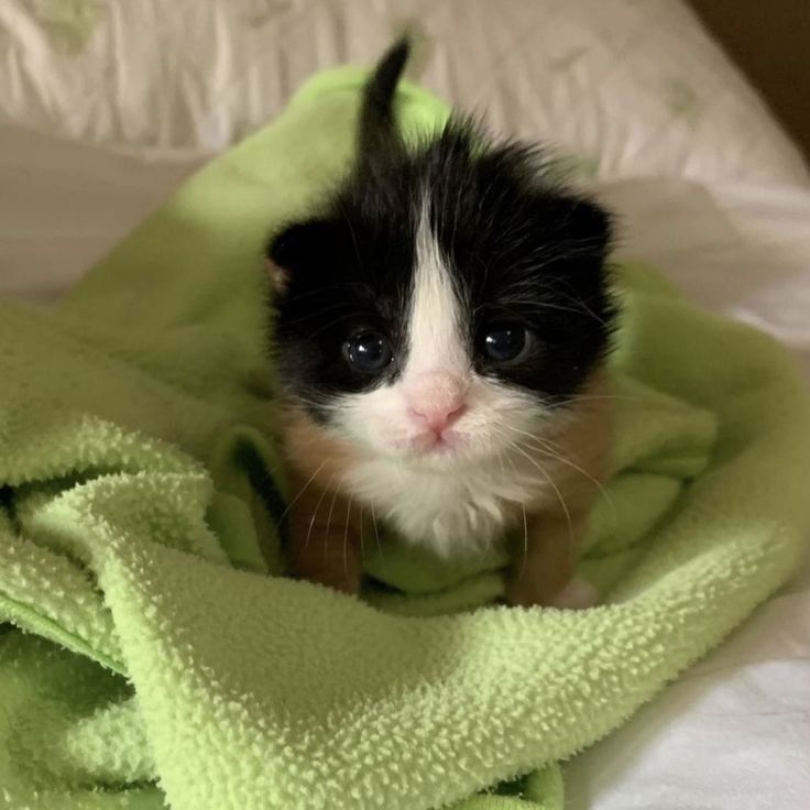 Знакомьтесь, это Китти — трёхцветная кошка, которая выглядит так, будто её собрали из разных запчастей Знакомьтесь, это Китти — трёхцветная кошка, которая выглядит так, будто её собрали из разных запчастей