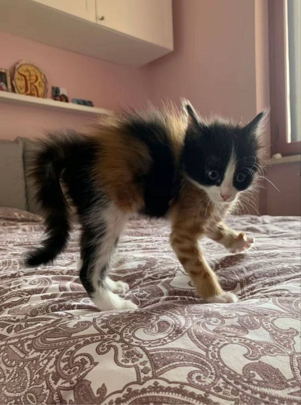 Знакомьтесь, это Китти — трёхцветная кошка, которая выглядит так, будто её собрали из разных запчастей Знакомьтесь, это Китти — трёхцветная кошка, которая выглядит так, будто её собрали из разных запчастей