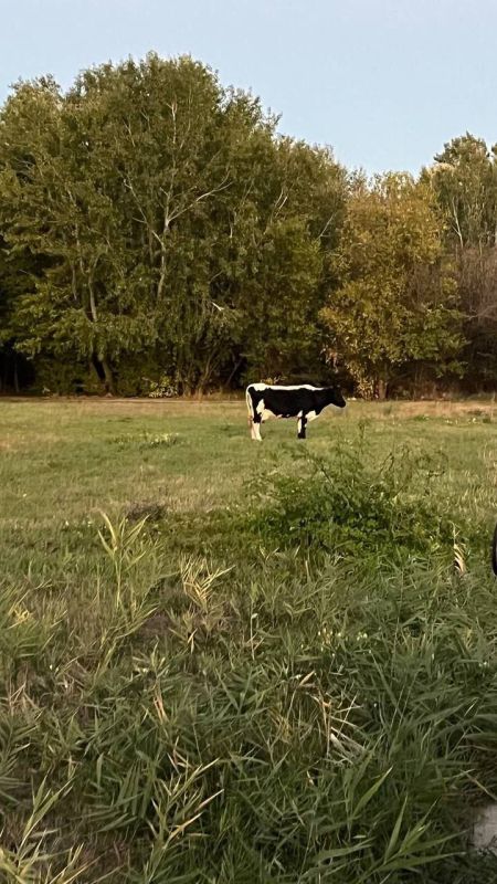 Милиция ищет хозяев животных! Милиция ищет хозяев животных!