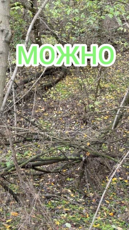 На примере Кицканского лесничества показываем, что можно собирать в лесу для топки печи, а что нельзя На примере Кицканского лесничества показываем, что можно собирать в лесу для топки печи, а что нельзя