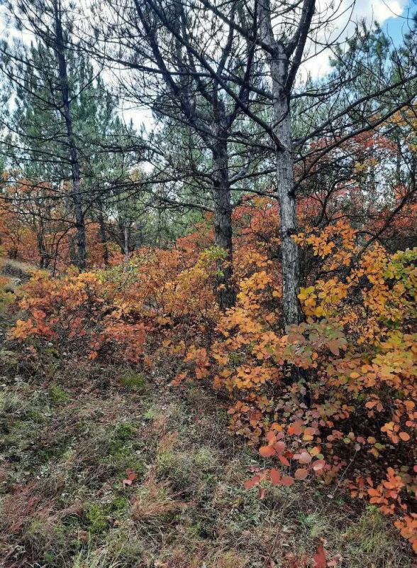 Чуден октябрь при ясной погоде Чуден октябрь при ясной погоде