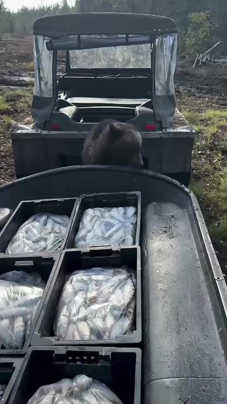 На Камчатке обнаружили самого воспитанного мишку — медведь отказался брать рыбу, потому что ему запретили