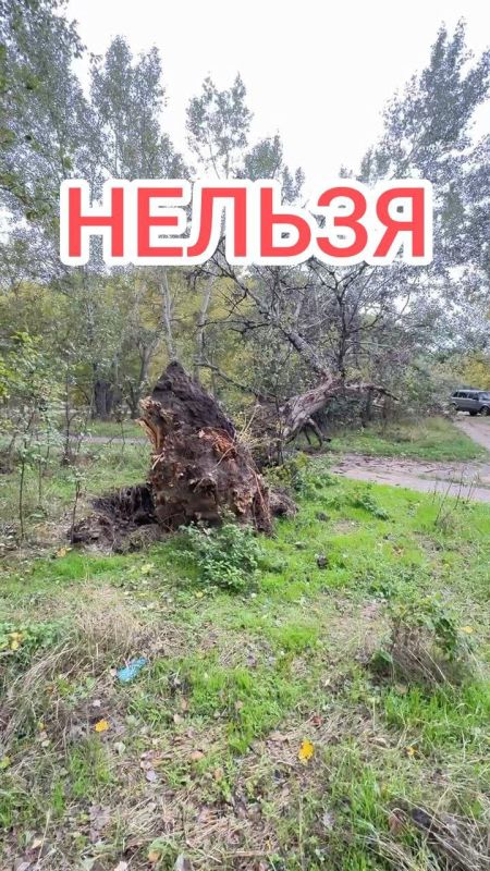 На примере Кицканского лесничества показываем, что можно собирать в лесу для топки печи, а что нельзя На примере Кицканского лесничества показываем, что можно собирать в лесу для топки печи, а что нельзя