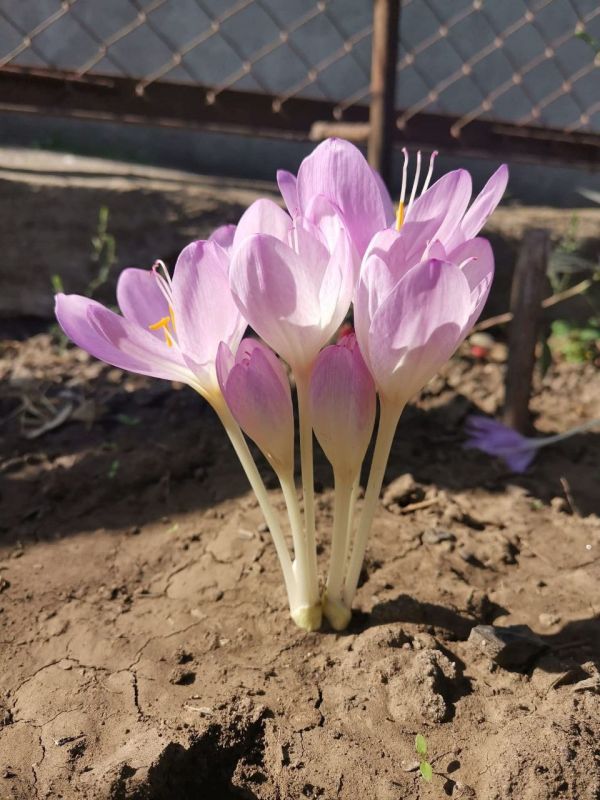 Уголок весны на огороде в Рыбнице Уголок весны на огороде в Рыбнице