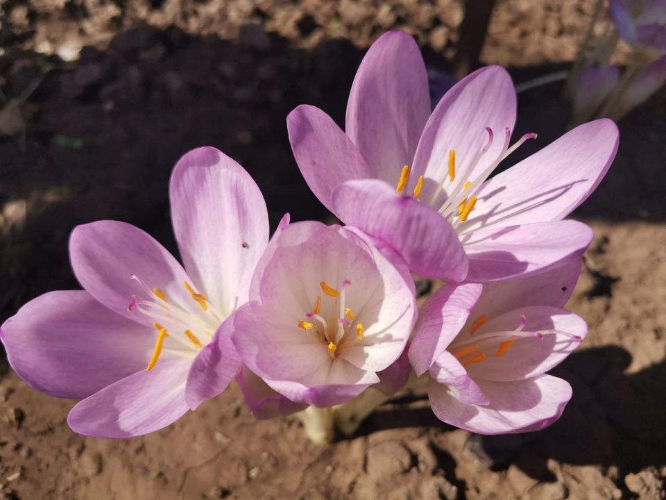 Уголок весны на огороде в Рыбнице Уголок весны на огороде в Рыбнице