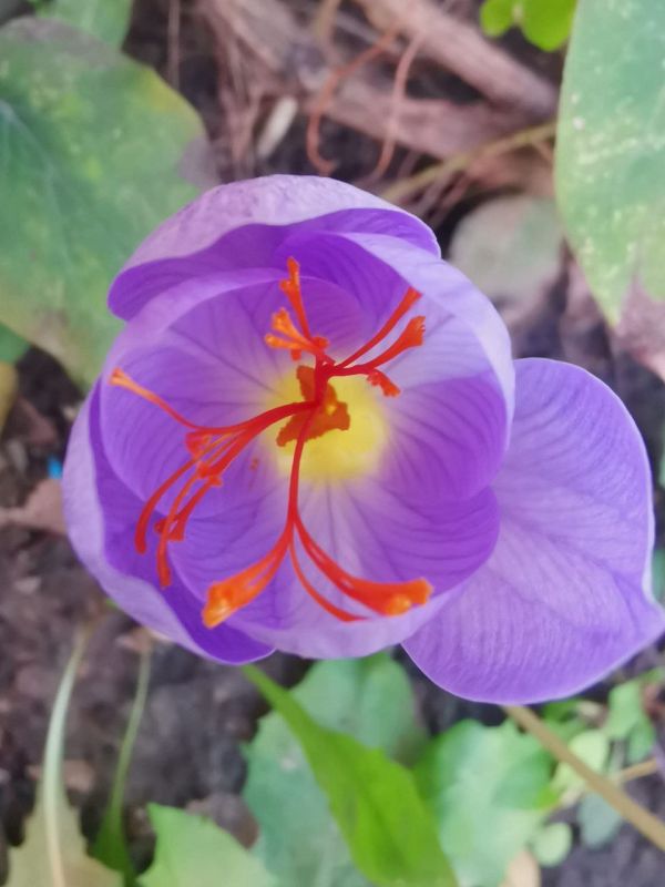 Уголок весны на огороде в Рыбнице Уголок весны на огороде в Рыбнице