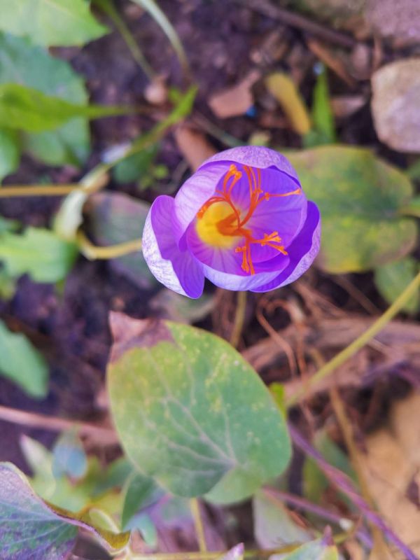 Уголок весны на огороде в Рыбнице Уголок весны на огороде в Рыбнице