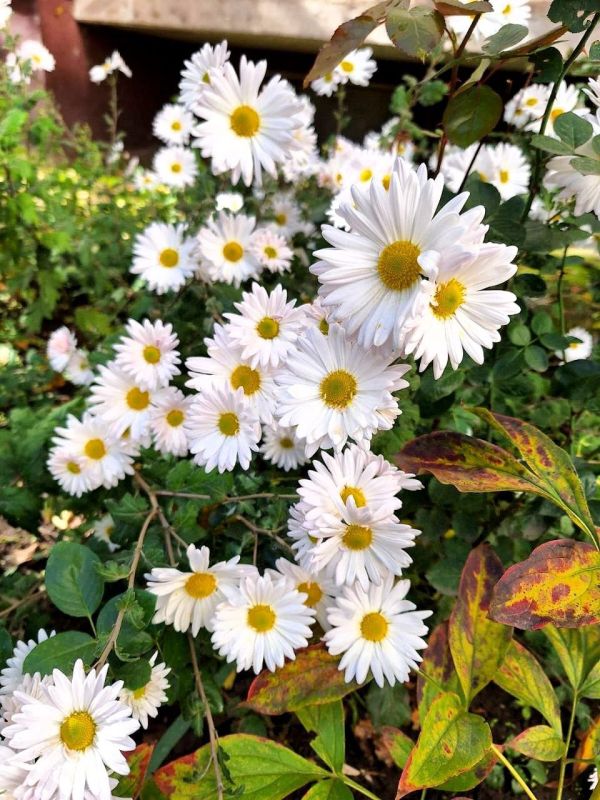 Ромашки среди осенней тишины, паутинка тонкой нитью между веток, и спелый гранат во дворе — в каждом штрихе этой осени своя нежность Ромашки среди осенней тишины, паутинка тонкой нитью между веток, и спелый гранат во дворе — в каждом штрихе этой осени своя нежность