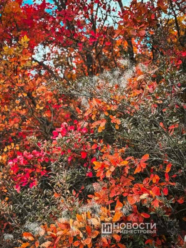 На следующей неделе в Приднестровье потеплеет до +20°C На следующей неделе в Приднестровье потеплеет до +20°C