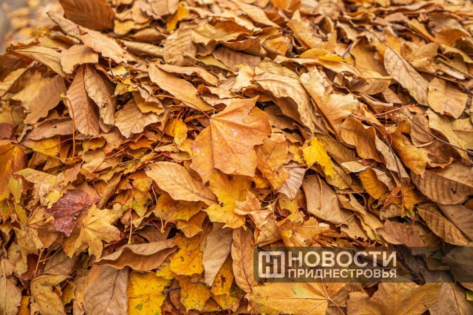 Спасатели призывают не жечь сухую листву
