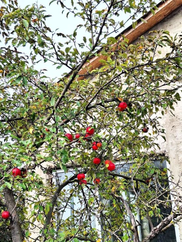 Ромашки среди осенней тишины, паутинка тонкой нитью между веток, и спелый гранат во дворе — в каждом штрихе этой осени своя нежность Ромашки среди осенней тишины, паутинка тонкой нитью между веток, и спелый гранат во дворе — в каждом штрихе этой осени своя нежность