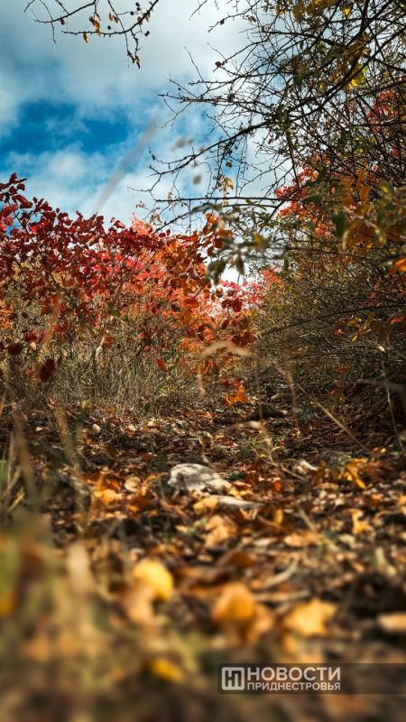 На следующей неделе в Приднестровье потеплеет до +20°C На следующей неделе в Приднестровье потеплеет до +20°C