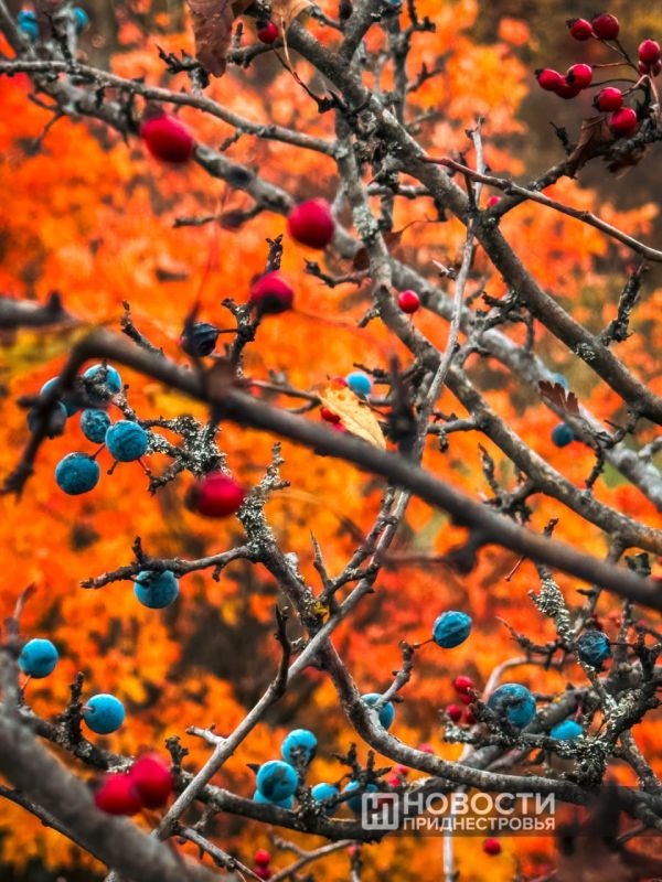На следующей неделе в Приднестровье потеплеет до +20°C На следующей неделе в Приднестровье потеплеет до +20°C