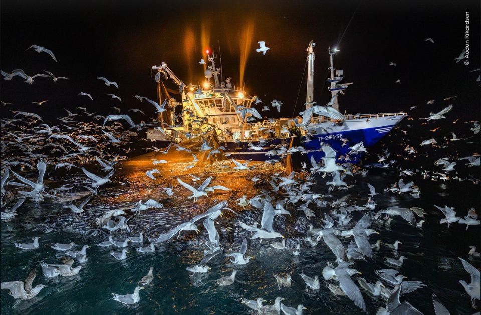 «Фотограф дикой природы 2025 года»: лучшие работы «Фотограф дикой природы 2025 года»: лучшие работы