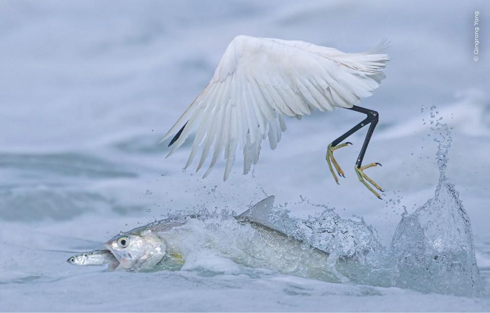 «Фотограф дикой природы 2025 года»: лучшие работы «Фотограф дикой природы 2025 года»: лучшие работы