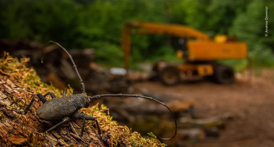 «Фотограф дикой природы 2025 года»: лучшие работы «Фотограф дикой природы 2025 года»: лучшие работы