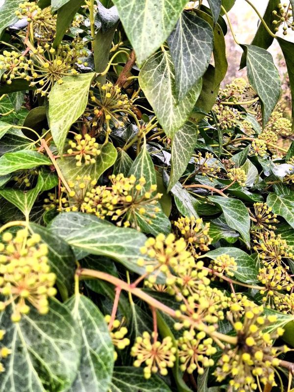 Ромашки среди осенней тишины, паутинка тонкой нитью между веток, и спелый гранат во дворе — в каждом штрихе этой осени своя нежность Ромашки среди осенней тишины, паутинка тонкой нитью между веток, и спелый гранат во дворе — в каждом штрихе этой осени своя нежность