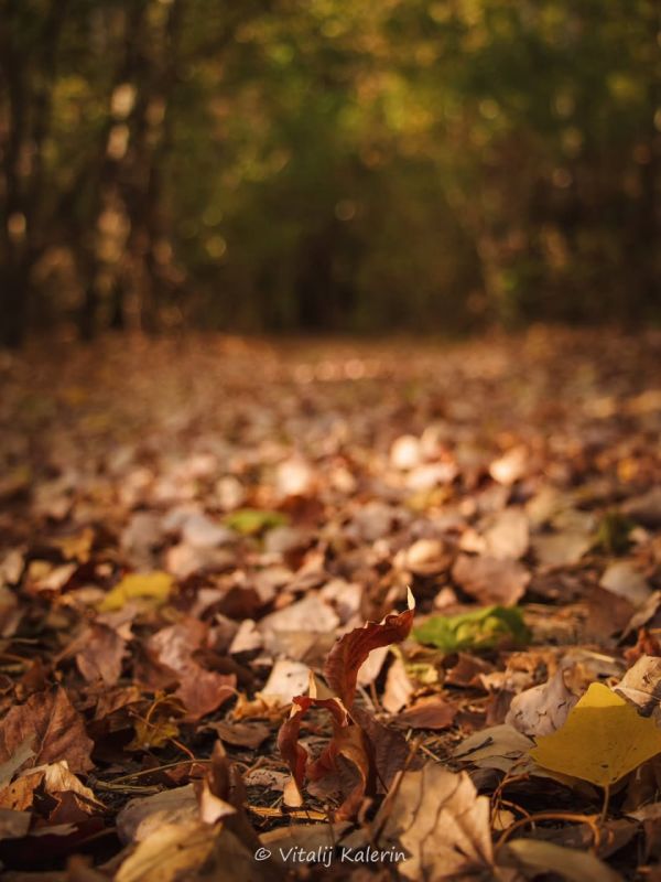 Левитан, Шишкин или Поленов? Нет, это Калерин Виталий — и его невероятные фотографии Приднестровья в осенних красках Левитан, Шишкин или Поленов? Нет, это Калерин Виталий — и его невероятные фотографии Приднестровья в осенних красках