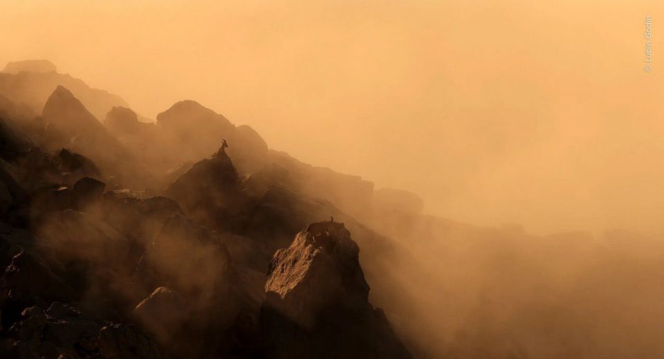 «Фотограф дикой природы 2025 года»: лучшие работы «Фотограф дикой природы 2025 года»: лучшие работы