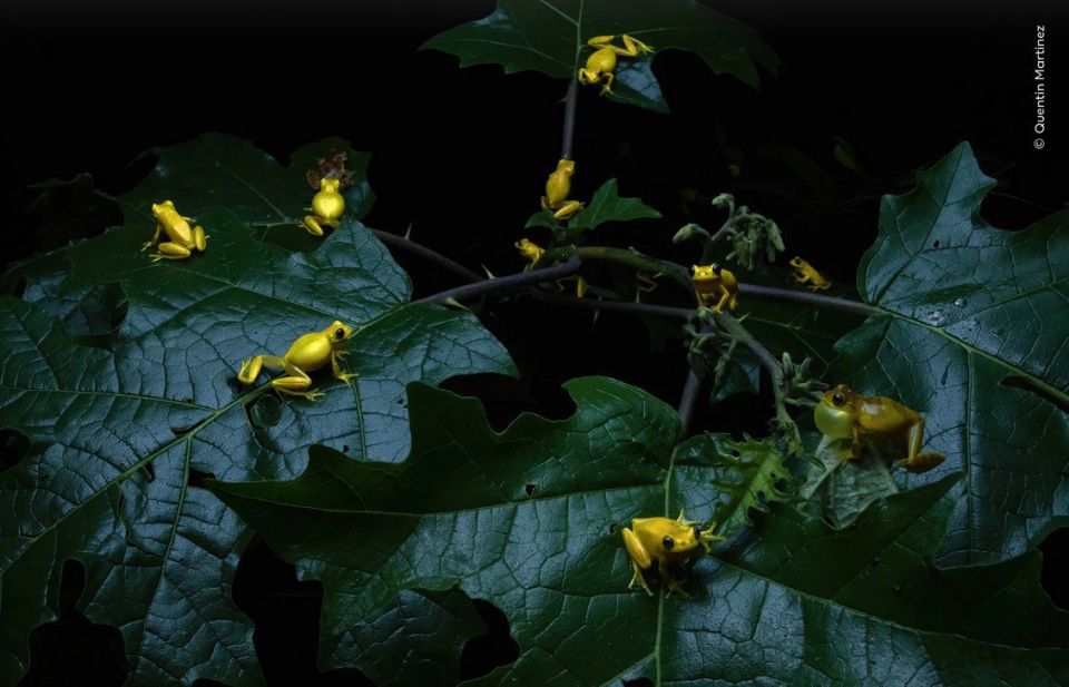 «Фотограф дикой природы 2025 года»: лучшие работы «Фотограф дикой природы 2025 года»: лучшие работы