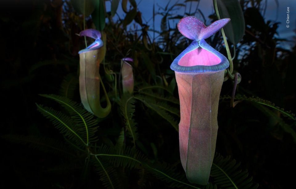 «Фотограф дикой природы 2025 года»: лучшие работы «Фотограф дикой природы 2025 года»: лучшие работы