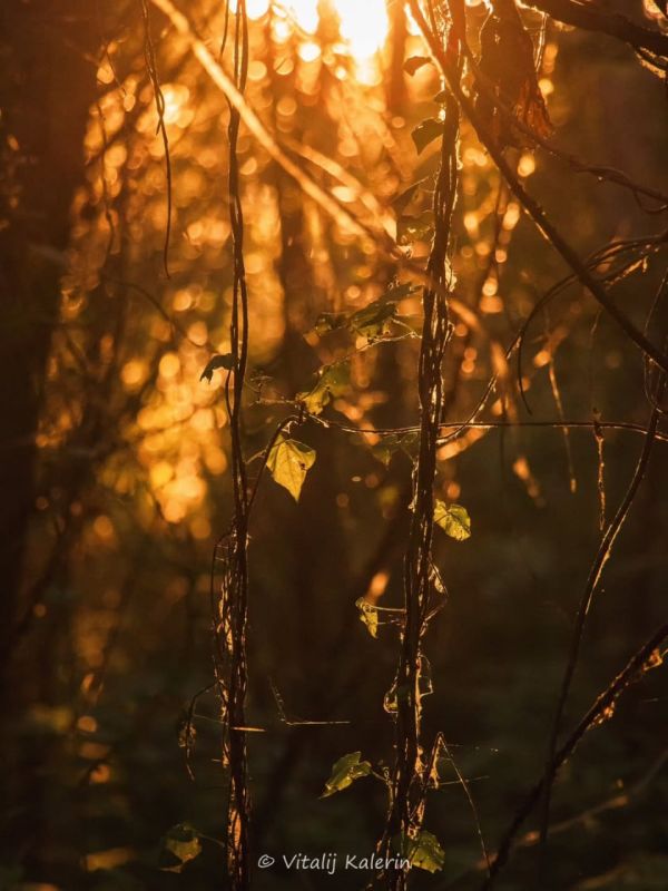 Левитан, Шишкин или Поленов? Нет, это Калерин Виталий — и его невероятные фотографии Приднестровья в осенних красках Левитан, Шишкин или Поленов? Нет, это Калерин Виталий — и его невероятные фотографии Приднестровья в осенних красках