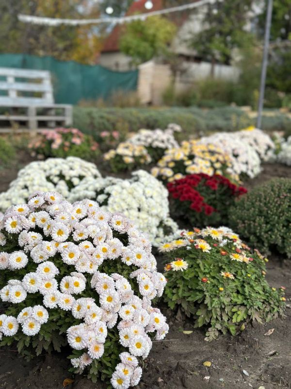 Дача Елены Дулгерь в Терновке летом превращается в маленький Прованс Дача Елены Дулгерь в Терновке летом превращается в маленький Прованс