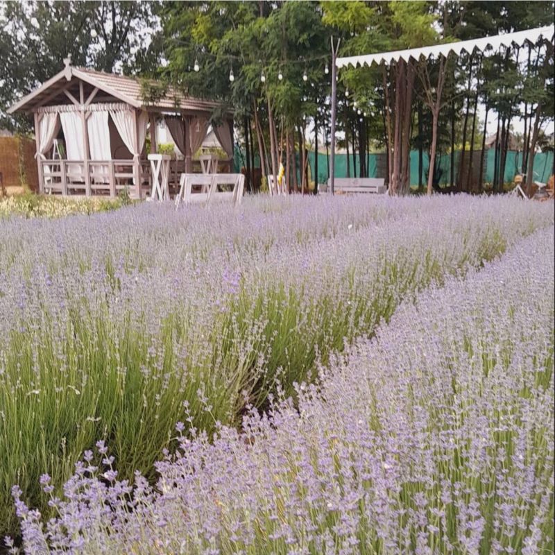 Дача Елены Дулгерь в Терновке летом превращается в маленький Прованс Дача Елены Дулгерь в Терновке летом превращается в маленький Прованс