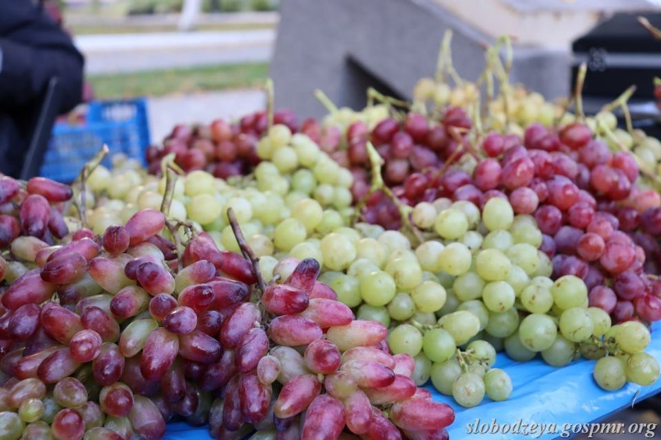 На слободзейской выставке Андрей Смирнов представил огромные гроздья сладкого винограда На слободзейской выставке Андрей Смирнов представил огромные гроздья сладкого винограда