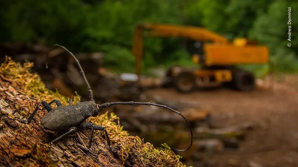 Недовольная нутрия, помешавшая лебедям, младенец белого носорога, каракал, схвативший фламинго, – среди победителей конкурса «Лучшая фотография дикой природы 2025»: Недовольная нутрия, помешавшая лебедям, младенец белого носорога, каракал, схвативший фламинго, – среди победителей конкурса «Лучшая фотография дикой природы 2025»: