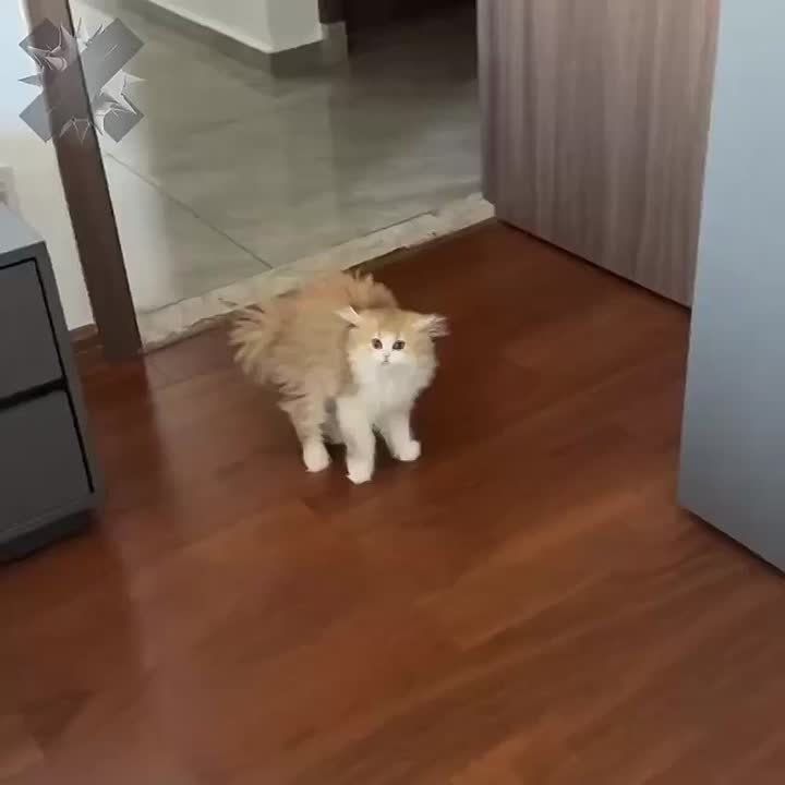 Котёнок не узнал хозяйку после стрижки