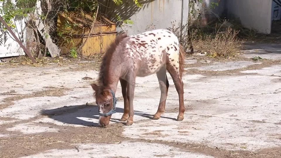 В бендерском конном клубе «Аллюр» пополнение
