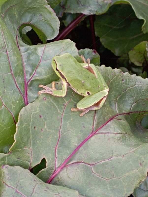 Такие зарисовки дарит нам октябрь в Приднестровье Такие зарисовки дарит нам октябрь в Приднестровье