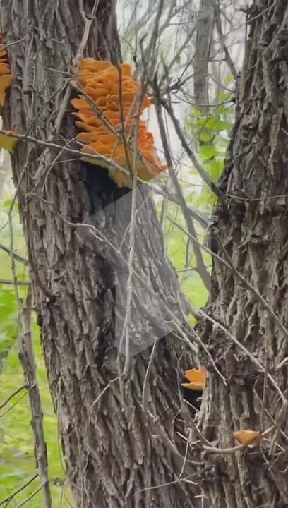 «Лесную курицу» нашли наши подписчики в окрестностях села Глиное (Слободзейский район)