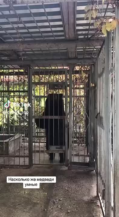 Медведица Маша открывает шпингалет в своем вольере в дубоссарском зоопарке за две секунды