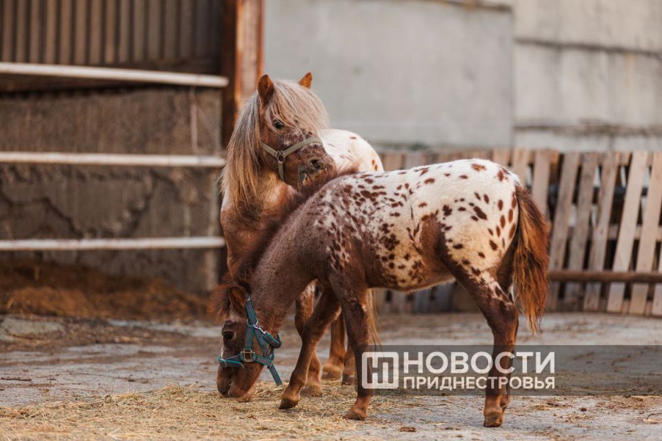 В бендерском конном клубе «Аллюр» поселились две лошади редкой породы мини-аппалуза — Капучино и её жеребёнок Бэмби, прибывшие из Венгрии