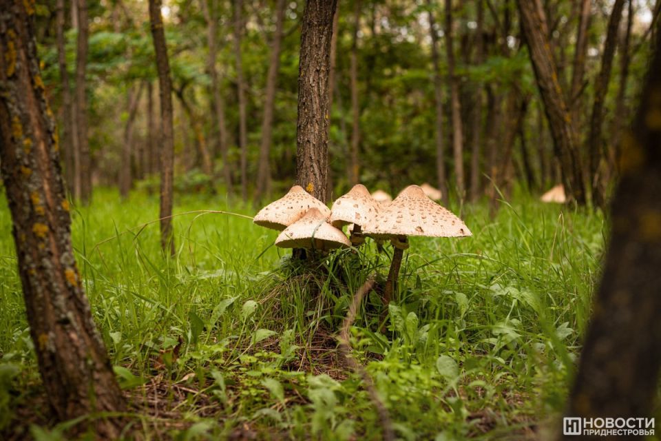 С начала года в Приднестровье 8 случаев отравления грибами