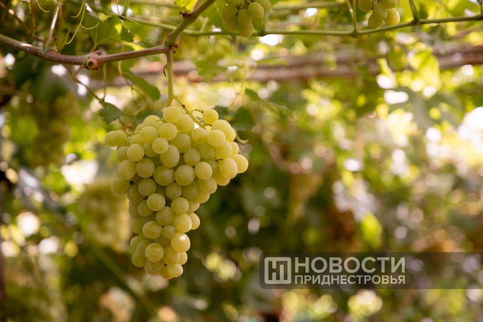 Весенние заморозки снизили урожай фруктов в Приднестровье — получилось около 40% от прошлогодних объёмов