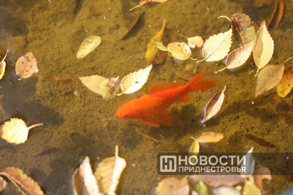 На зимовку сегодня отправили золотых рыбок и серых карасей, обитавших в Чобручском парке им. Дмитрия Родина На зимовку сегодня отправили золотых рыбок и серых карасей, обитавших в Чобручском парке им. Дмитрия Родина