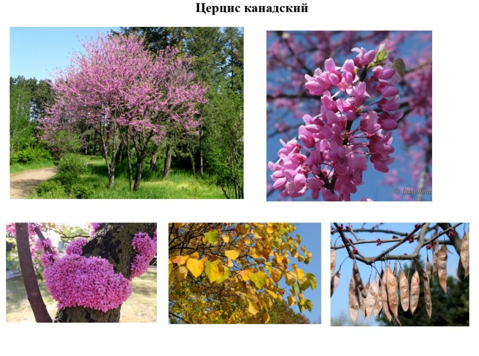 Устойчивые и долговечные виды деревьев в зеленых насаждениях Приднестровья