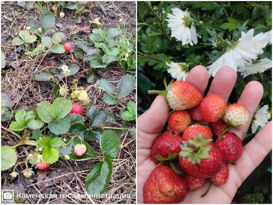 Октябрь удивляет. Свежая клубника на грядке в селе Хрустовая