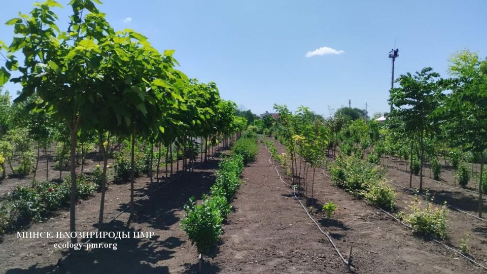 Устойчивые и долговечные виды деревьев в зеленых насаждениях Приднестровья Устойчивые и долговечные виды деревьев в зеленых насаждениях Приднестровья