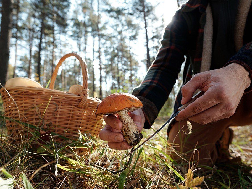 8 человек отравились грибами в Приднестровье с начала года