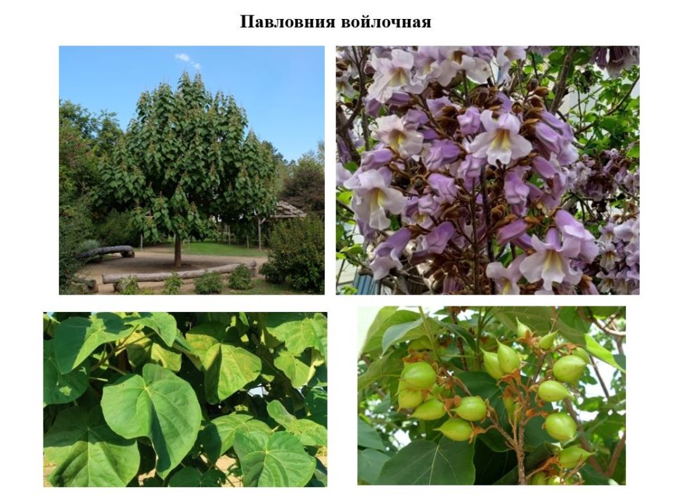 Устойчивые и долговечные виды деревьев в зеленых насаждениях Приднестровья